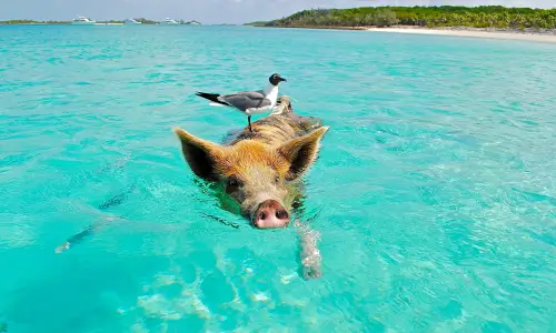 Bahami - pujsi v morju