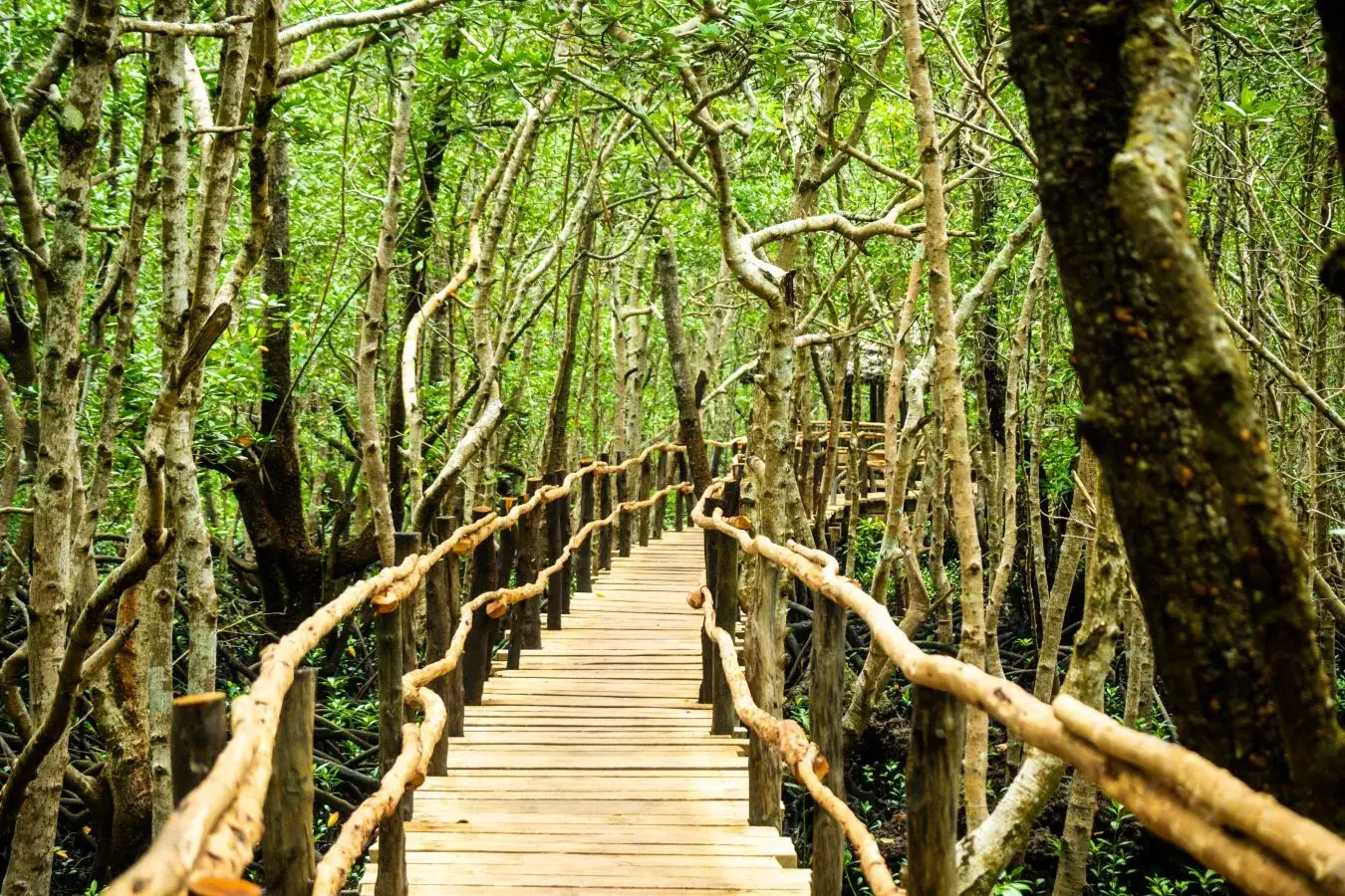 Gozdna pot v nacionalnem parku Jozani